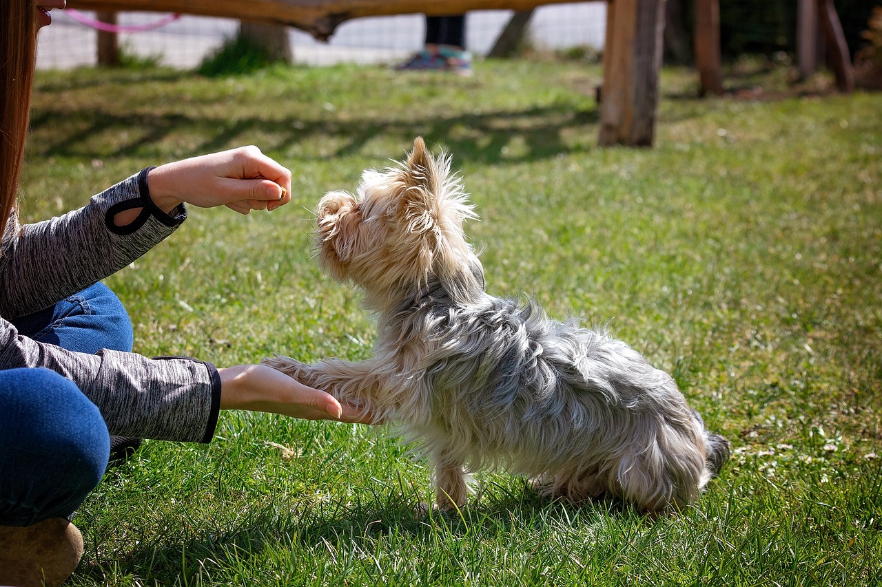 dog-training-5098572_1280